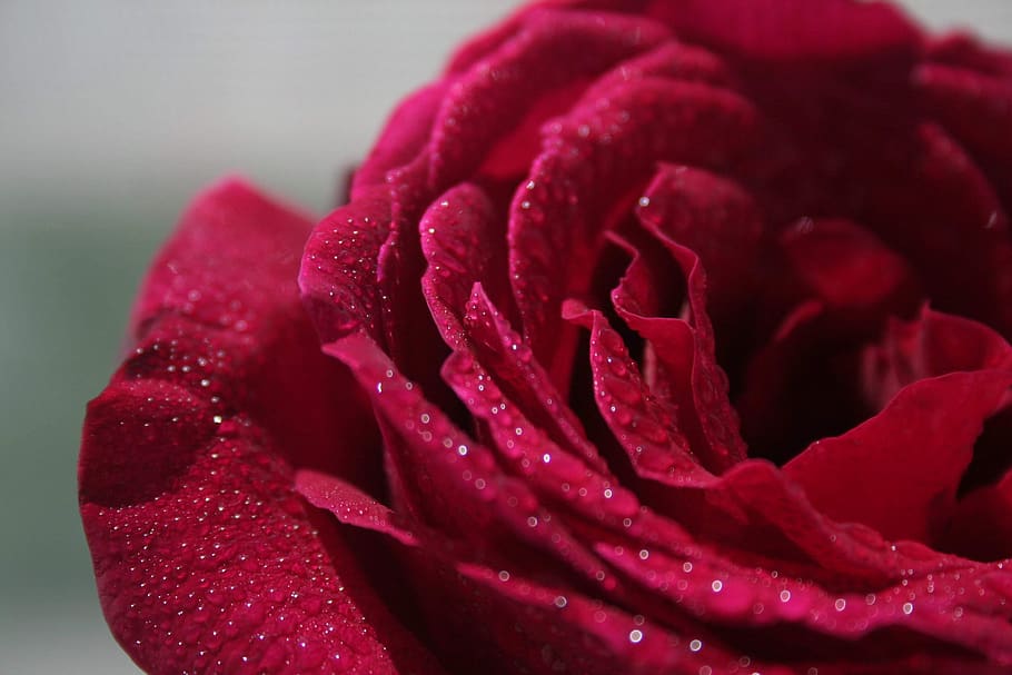 rose, red, drops, nature, flower, flowering plant, beauty in nature HD wallpaper