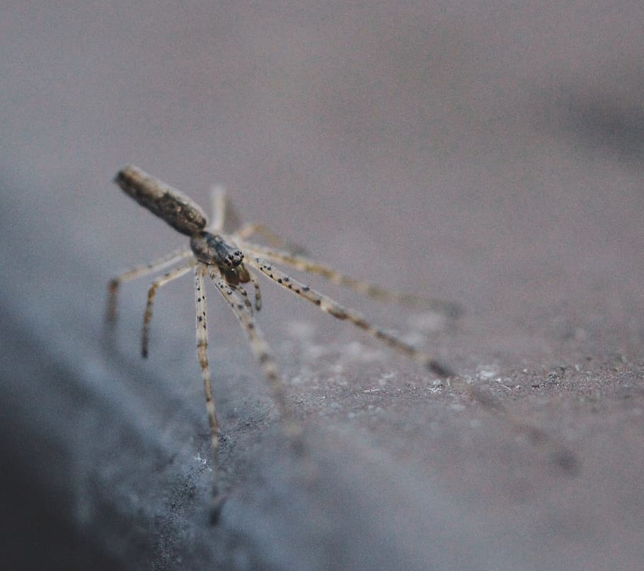 brown arachnid, animal, invertebrate, insect, spider, garden spider HD wallpaper