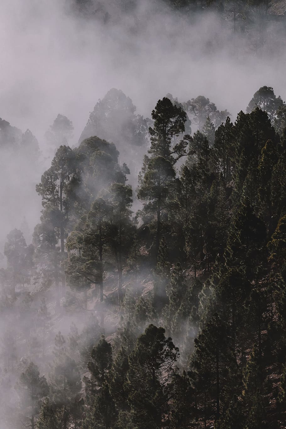 green trees, mist, fog, cloud, forest, wood, woodland, nature, HD wallpaper