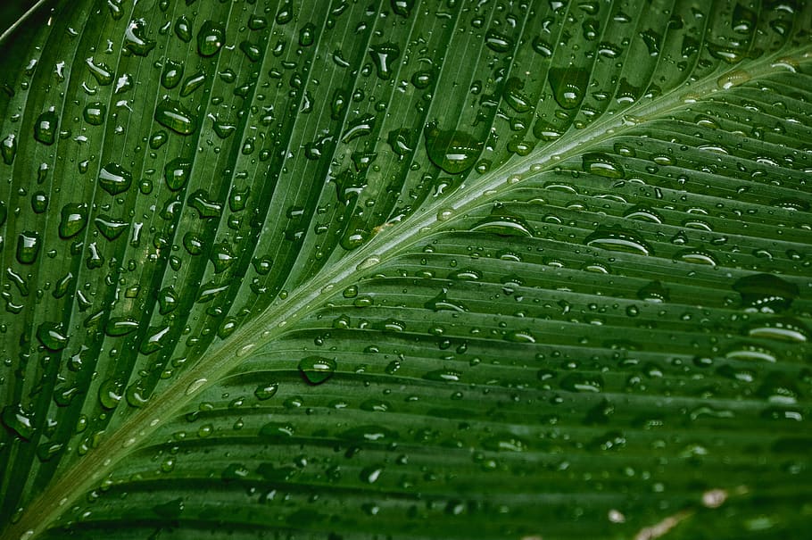 water drops on green, green color, leaf, plant part, wet, full frame HD wallpaper