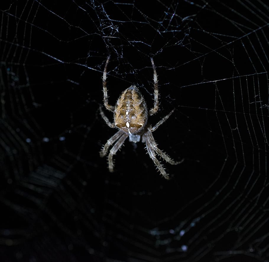 garden spider, cobweb, insect, nature, macro, close up, creepy HD wallpaper