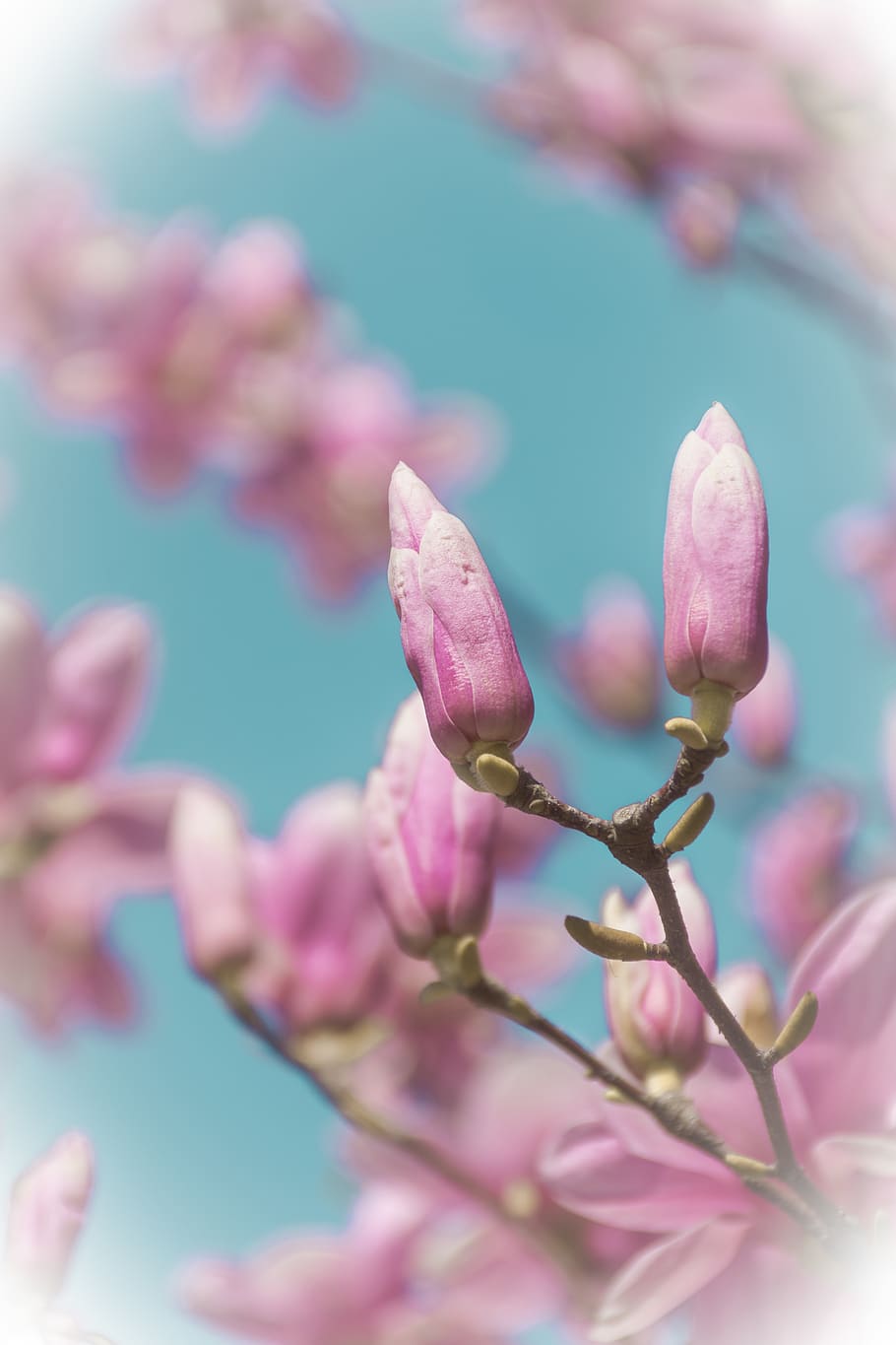 pink-petaled flowers, plant, blossom, sprout, bud, animal, bee HD wallpaper