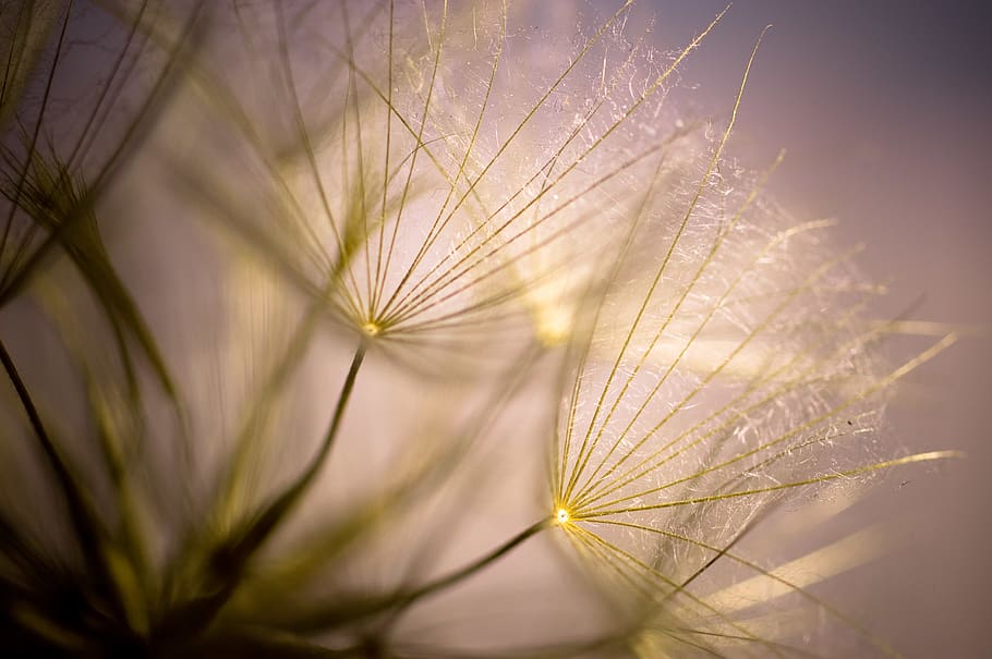 macro, flower, background, nature, wallpaper, plant, beauty in nature HD wallpaper