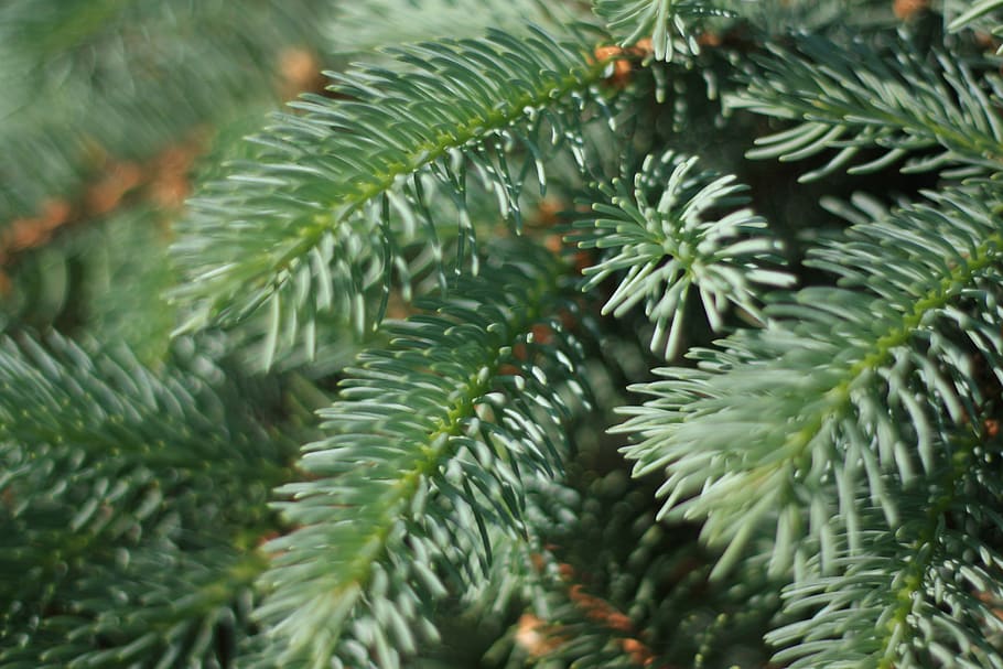 blue spruce, pine needles, tree, conifer, branch, plant, growth HD wallpaper
