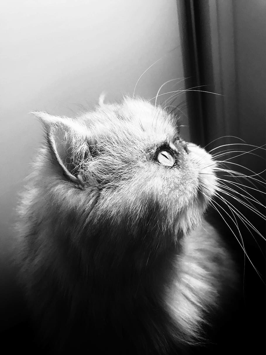 domestic, pets, mammal, cat, domestic cat, domestic animals HD wallpaper