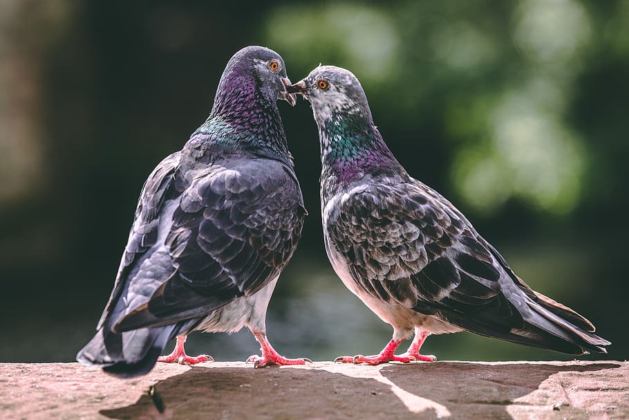 HD wallpaper: united kingdom, royal leamington spa, animals, pigeons ...