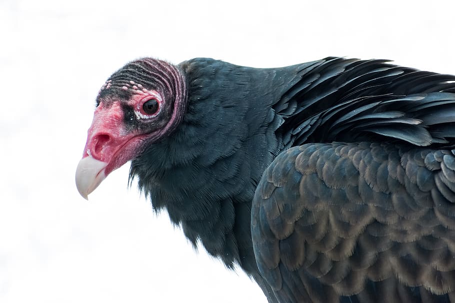 black bird, animal themes, one animal, vertebrate, close-up, no people HD wallpaper