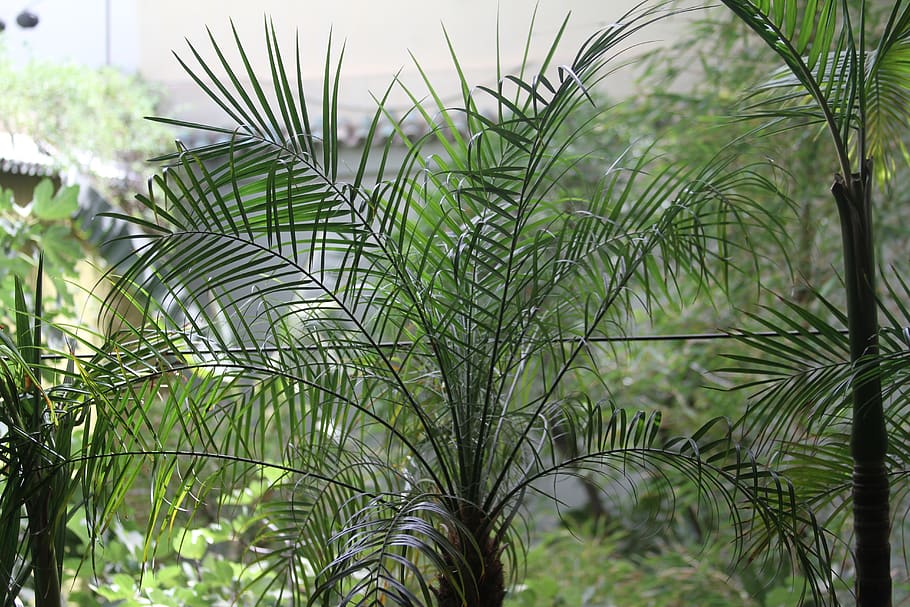 palm, garden, decorates, tree, nature, landscape, plant, growth HD wallpaper
