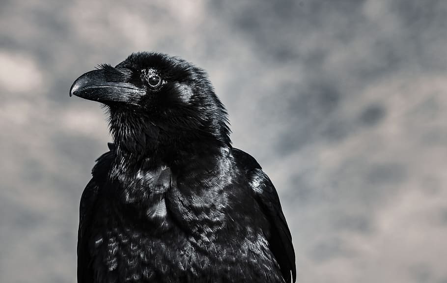 Selective Focus Photograph of Black Crow, animal, beak, bird HD wallpaper
