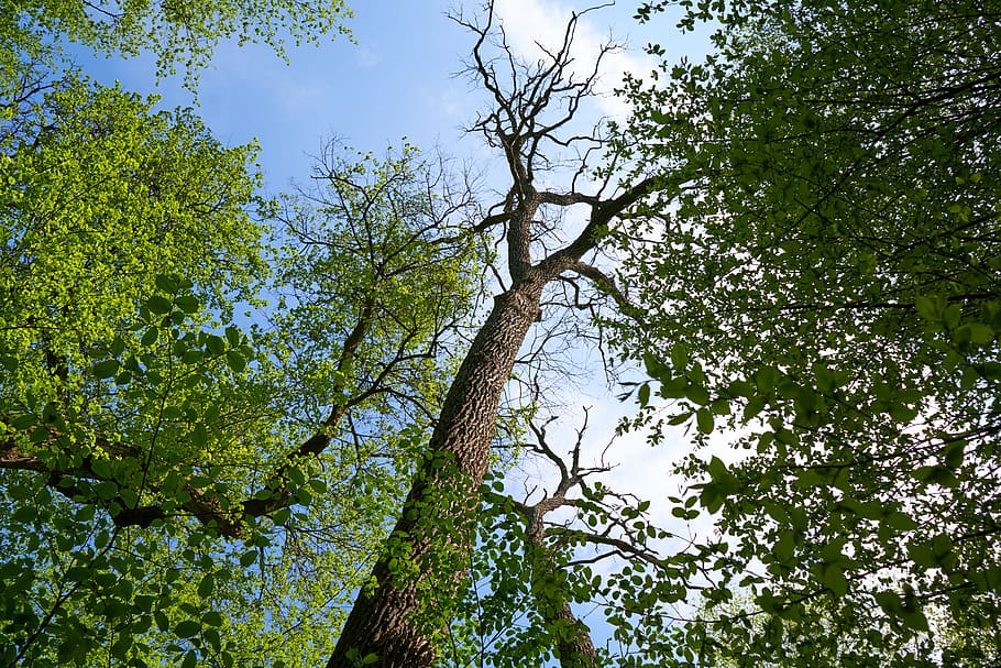 dry, oak, nature, old tree, forest, plant, low angle view, growth HD wallpaper