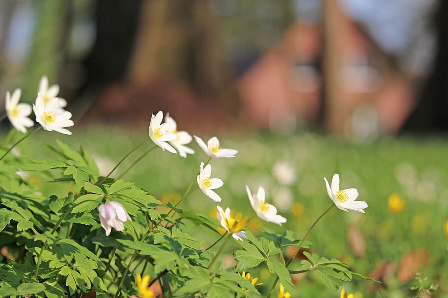 wood anemone, forest flower, white, wild plant, forest plant