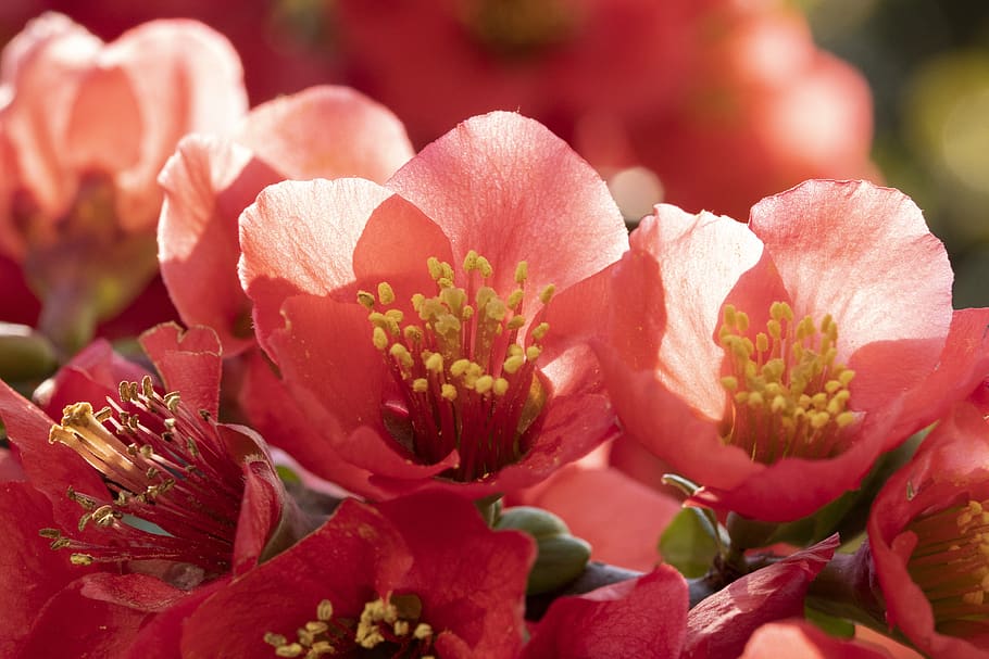 spring, spring flowers, nature, plants, garden, beautiful, flowering HD wallpaper