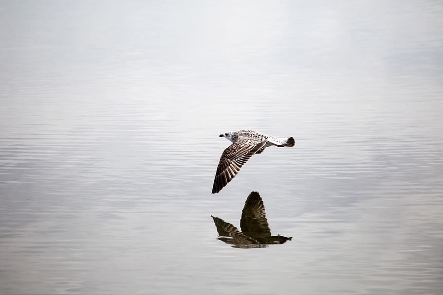 bird, seagull, flight, fly, in, water, over the water, lake
