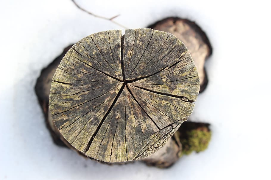 trunk, cutting, tree, life, wood, crack, nature, forest, environment HD wallpaper