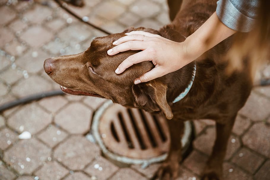 Brown Lab Dog Photo, Dogs, Animals, Pets, mammal, one animal HD wallpaper