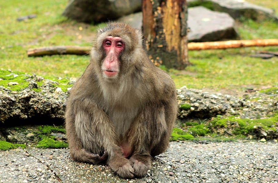 monkey, tired, wet, zoo, primate, sleep, rain, mammal, wild HD wallpaper