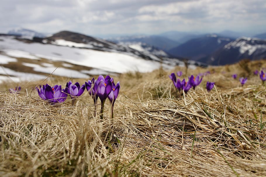 crocus, violet, flower, blooming, blossom, petals, spring, season HD wallpaper