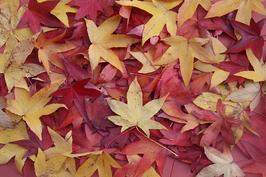 leaves, fall, nature, colorful, orange, october, forest, foliage