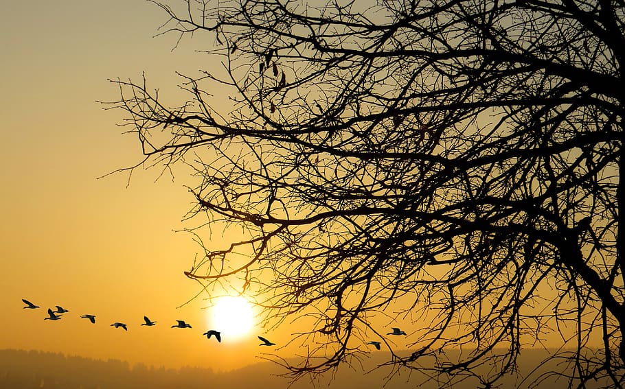 nature, dawn, sunset, tree, sunrise, good morning, geese, flying HD wallpaper
