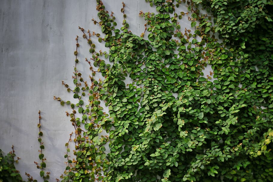 green leaves, plant, wall, leaf, vine, climbing, building, architecture HD wallpaper