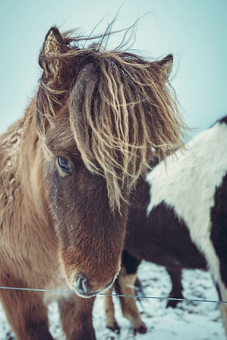 brown horse, livestock, mammal, domestic animals, animal themes HD wallpaper