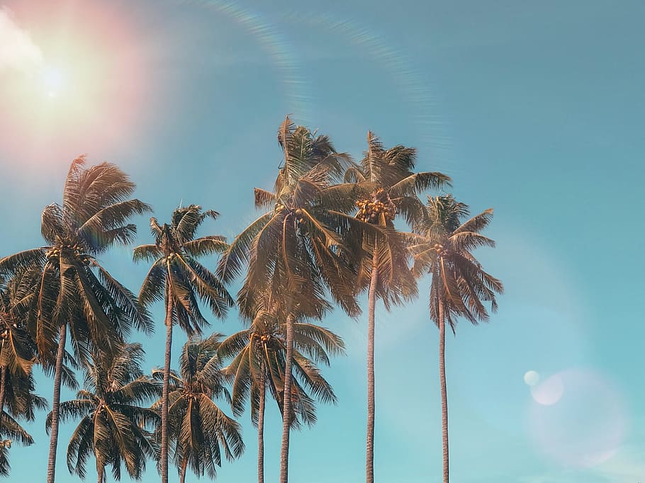 Palm Trees, coconut, dawn, daylight, exotic, idyllic, nature HD wallpaper