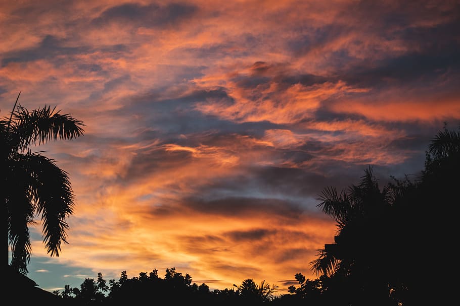 Silhouette of Palm Trees, backlit, clouds, cloudy sky, dawn, evening HD wallpaper