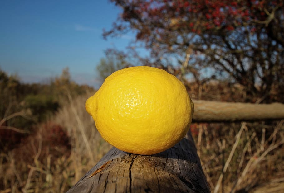 lemon, yellow, sour, out, fruit, nature, vitamins, healthy HD wallpaper