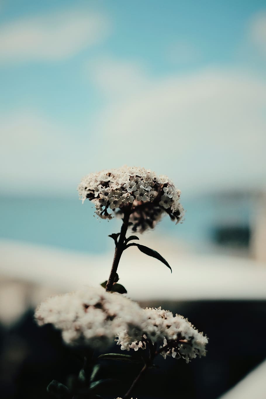 white-petaled flower, flowering plant, close-up, fragility, vulnerability HD wallpaper