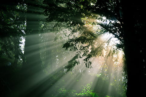 trees, glares, rays, god rays, mist, forest, nikon, process HD wallpaper