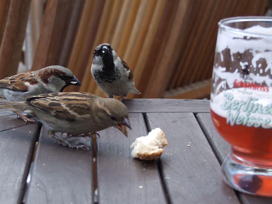 beer, berlin, sparrows, table, food, summer, birds, cheeky HD wallpaper