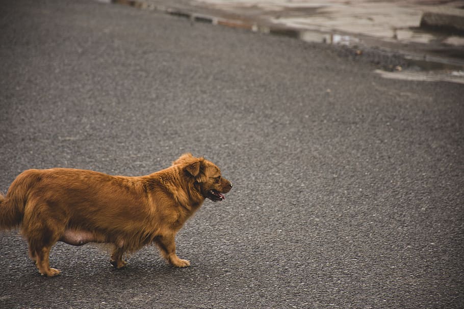 dog, street, animal themes, one animal, mammal, domestic, pets HD wallpaper