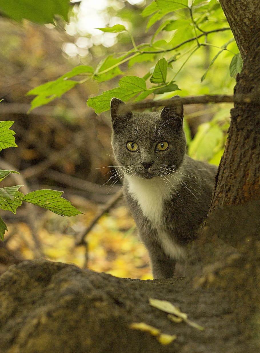cat, the bushes, river, one animal, mammal, feline, pets, domestic animals HD wallpaper