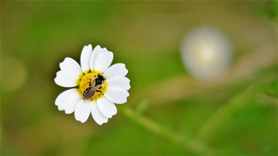 macro, flower, green, white, orange, bee, yellow, color, focus HD wallpaper