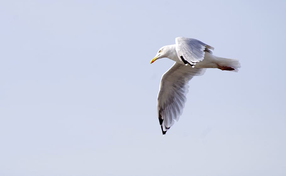 seagull, flying, bird, seevogel, animal wildlife, animals in the wild HD wallpaper