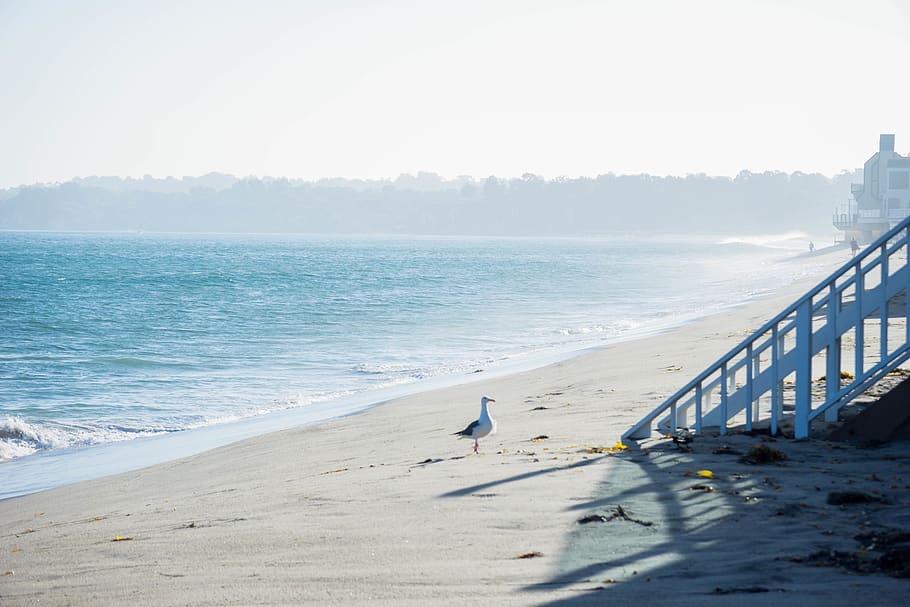 beach, coast, water, waves, bird, seagull, malibu, beachouse HD wallpaper