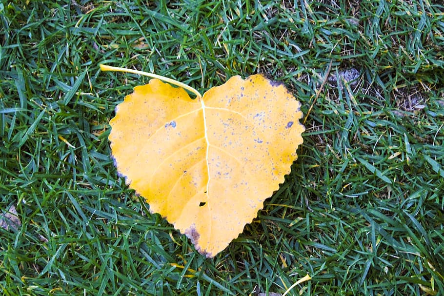 heart, leaf, grass, love, plant, autumn, plant part, change HD wallpaper