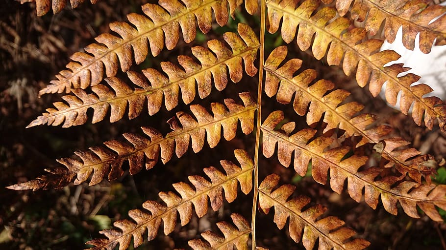 fern, branch, nature, sheet, outdoors, autumn, brown, plant HD wallpaper