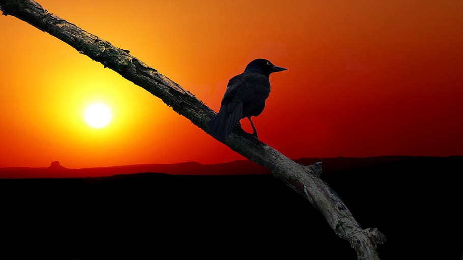 sunset, bird, nature, sky, evening, landscape, silhouette, twilight HD wallpaper
