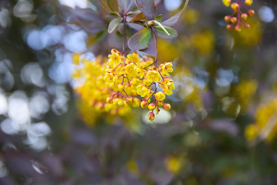 flower, nature, yellow, spring, blossom, plant, branch, botanic HD wallpaper