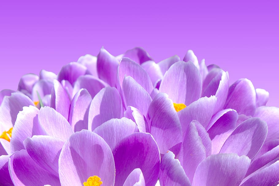 crocus, flowers, spring, nature, purple, plant, violet, spring flower HD wallpaper