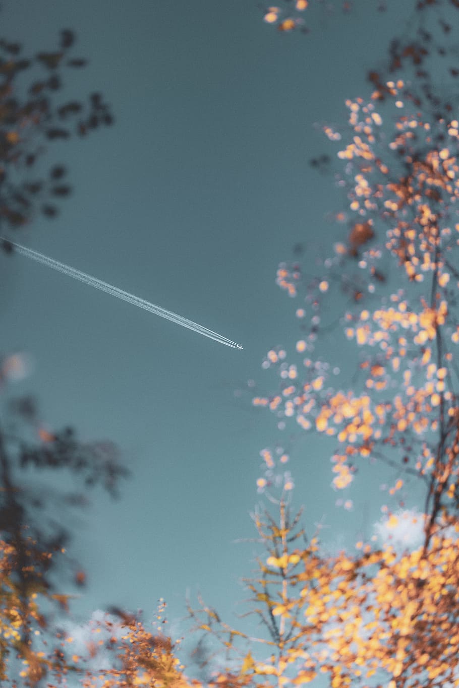 tree photography, bokeh, sky, trail, plane, flight, travel, travelling HD wallpaper