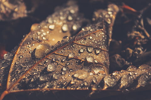 france, la roche-de-rame, tree, forest, leave, dew, ice, brown HD wallpaper