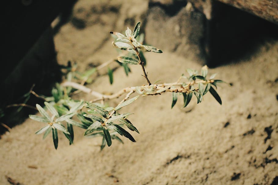 green, brown, beach, leafes, plant, nature, close-up, no people HD wallpaper