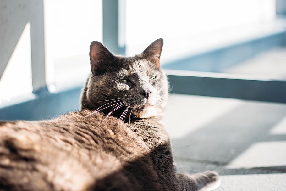 short-fur brown cat, pet, animal, mammal, manx, pets, animals HD wallpaper