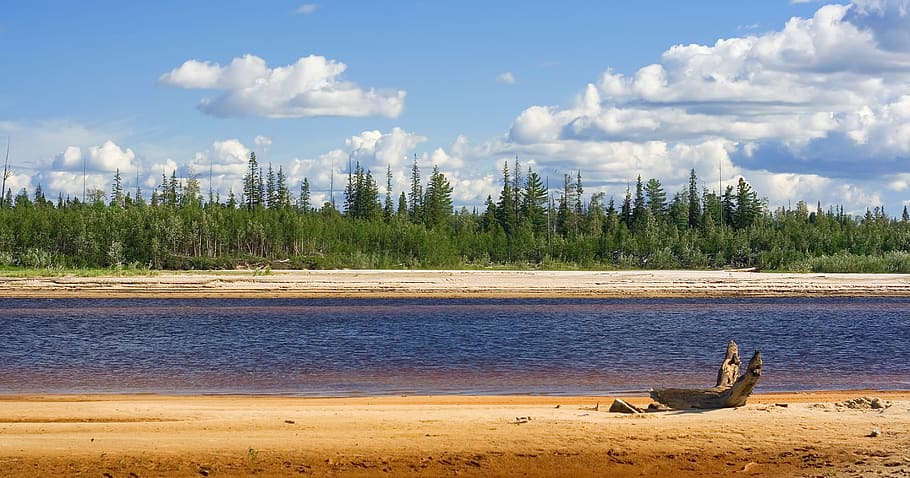 con2011, image, nature, photo, picture, plant, tree, land, water HD wallpaper