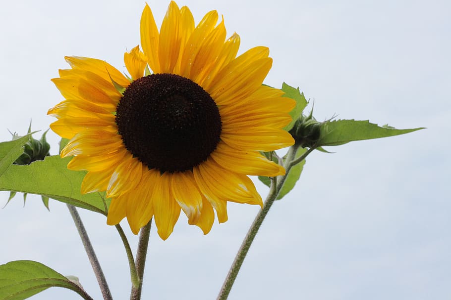 germany, hemer, bloom, summer, sunflower, flowering plant, petal HD wallpaper