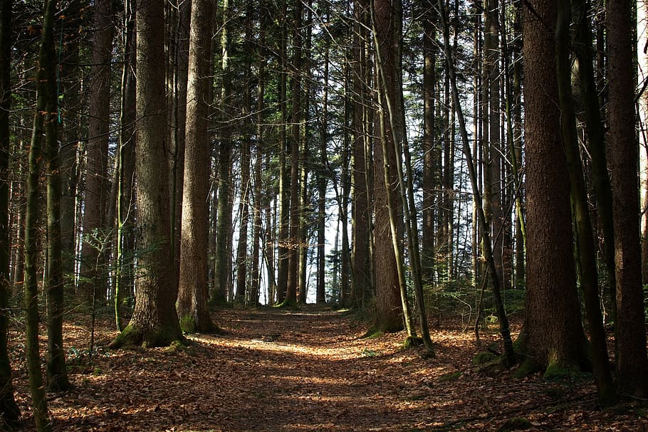 spring, forest, nature, trees, away, frühlingsanfang, idyllic HD wallpaper