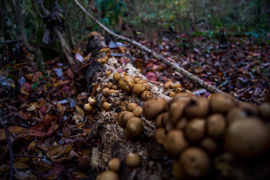 mushrooms, trees, leaves, fall, fallen, nature, background HD wallpaper