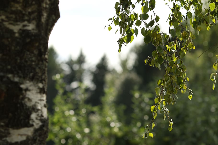 birch, tree, wood, nature, plant, growth, focus on foreground HD wallpaper